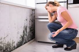 Brea, CA Mold Removal Company